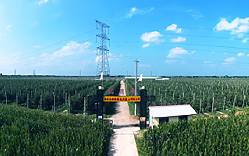 靈臺優德隆農業公司1300畝果園安防監控、網絡機房案例